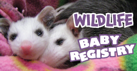 Wildlife Baby Registry